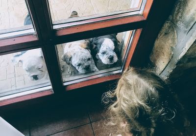 High angle view of dog looking through window at home