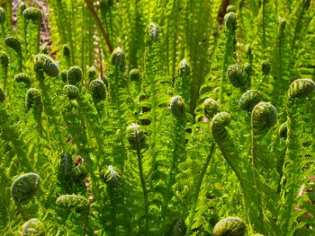 Full frame shot of plants