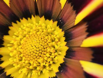 Close-up of yellow flower pollen