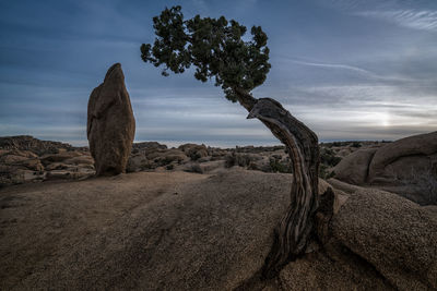 Bizarre tree on arid landscape