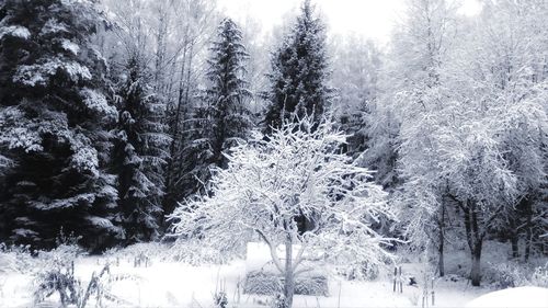 Snow covered trees in forest