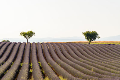 Lavenders growing on field against sky