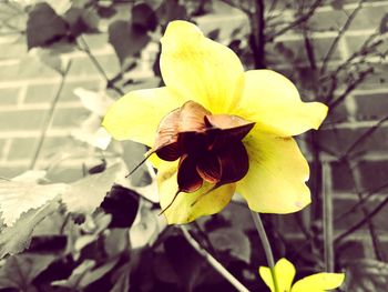 Close-up of yellow flower blooming outdoors