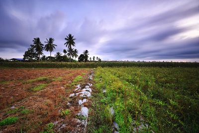 Scenic view of agricultural field against sky