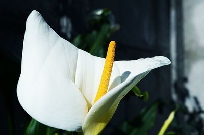 Close-up of calla lily