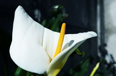 Close-up of white flowers