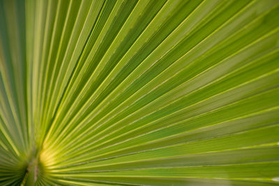 Full frame shot of palm tree