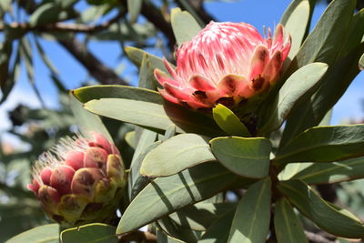 Close-up of flowering protea 