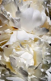 Full frame shot of white roses