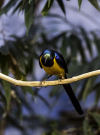 Close-up of bird perching on tree