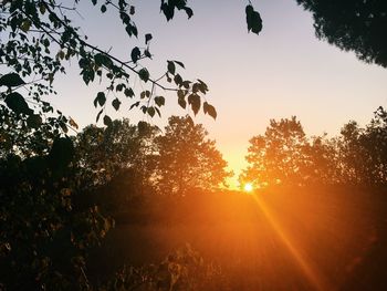 Sun shining through trees