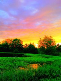 Scenic view of grassy field against sky at sunset