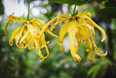 Close-up of yellow flowering plant