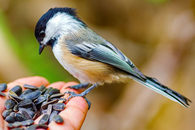 Close-up of hand holding bird