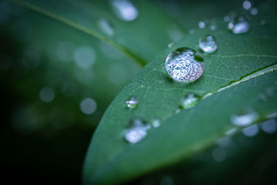 Close-up of raindrops on leaves