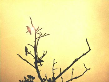 Close-up of silhouette plant against clear sky