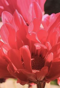 Close-up of pink flowers