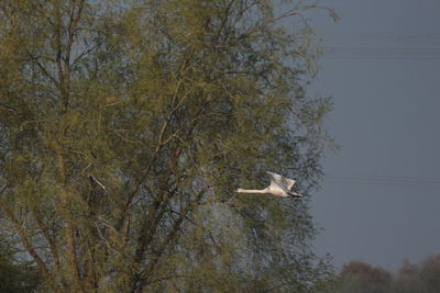 Low angle view of bird flying against sky