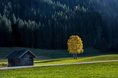 Plants growing on field against trees and house in forest