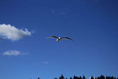 Low angle view of sea gull flying against blue sky