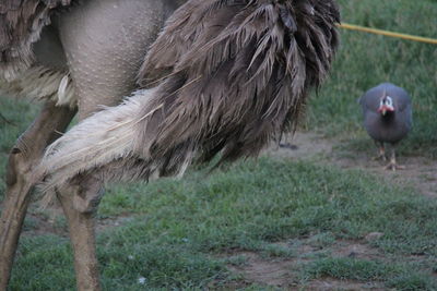 Close-up of ostrich on field