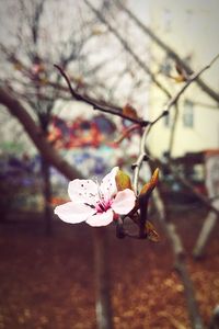 Close-up of pink flowers blooming on tree