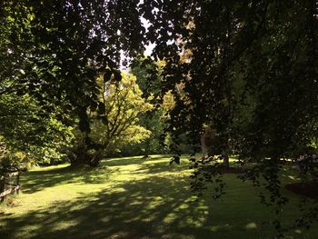 Trees in park