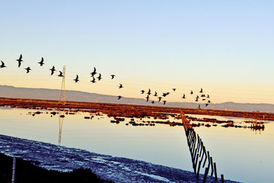 Birds flying over sea against clear sky