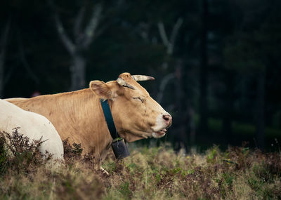 Cow standing in a field