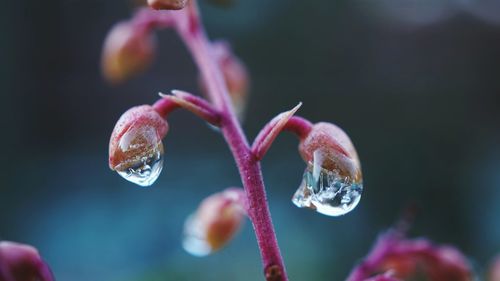 Close-up of water drops on flowering plant