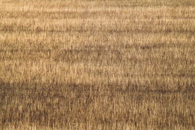 Close-up of corn