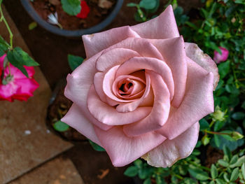 Close-up of pink rose