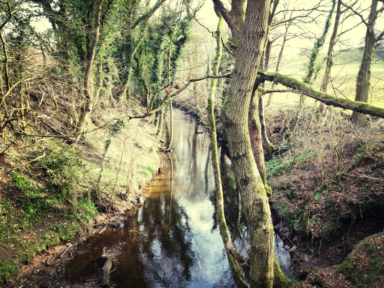 water, tree, forest, tranquility, tranquil scene, stream, nature, scenics, beauty in nature, river, branch, growth, non-urban scene, day, idyllic, flowing, rock - object, flowing water, no people, reflection