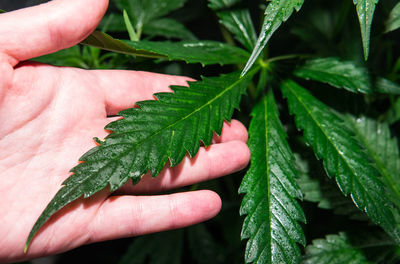 Close-up of hand holding leaves