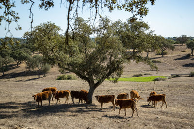 Horses grazing on field