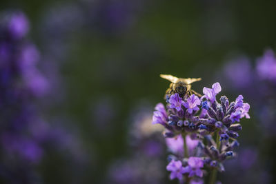 Close-up of bee pollinating on fresh purple flower