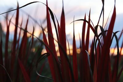 Close-up of plants against sky during sunset