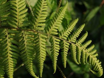 Close-up of plant, indonesian named it pakis perempuan