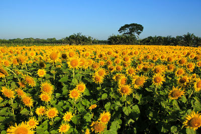 Scenic view of sunflower field against sky
