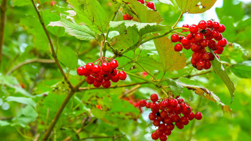 Red berries growing on tree