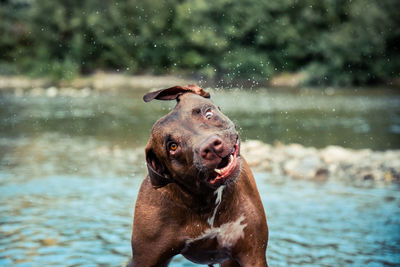 Portrait of dog in lake