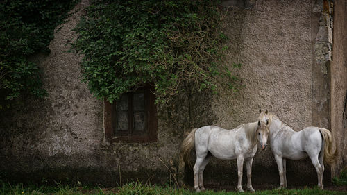 Horses standing against wall