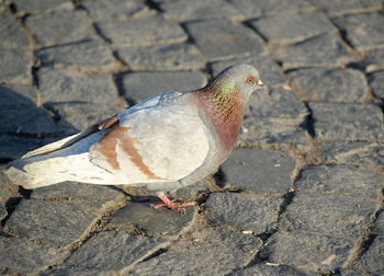 High angle view of pigeon perching on footpath