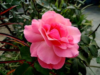 Close-up of pink rose