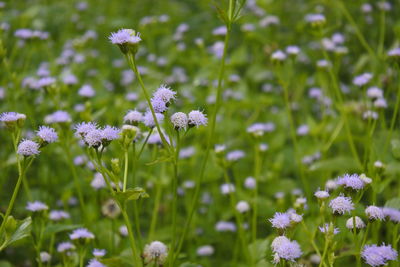 Close-up of purple flowering plants on field