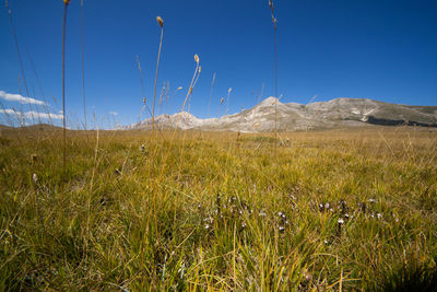 Scenic view of landscape against blue sky