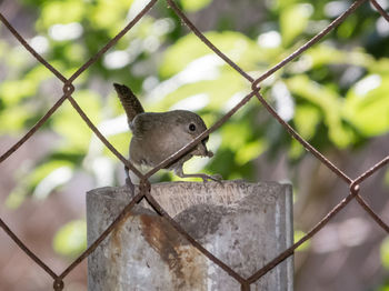 Close-up of squirrel on metal fence