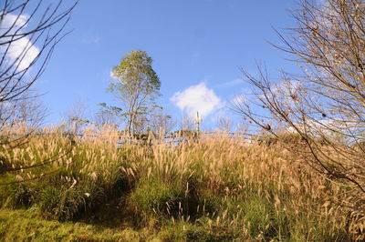 Plants growing on field