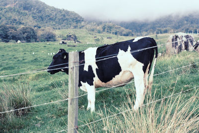 Cow grazing on field against sky