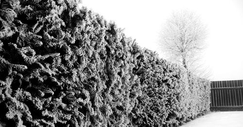 Close-up of tree against sky during winter